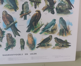 Dagroofvogels en Uilen     -  IJsseling / Slijper