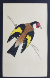 Puttertje ,  Morris / Lydon   ca 1900