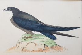 Vorkstaartzwaluw,  Morris / Lydon ca 1900