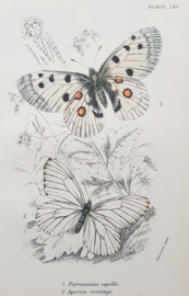 Plate 62