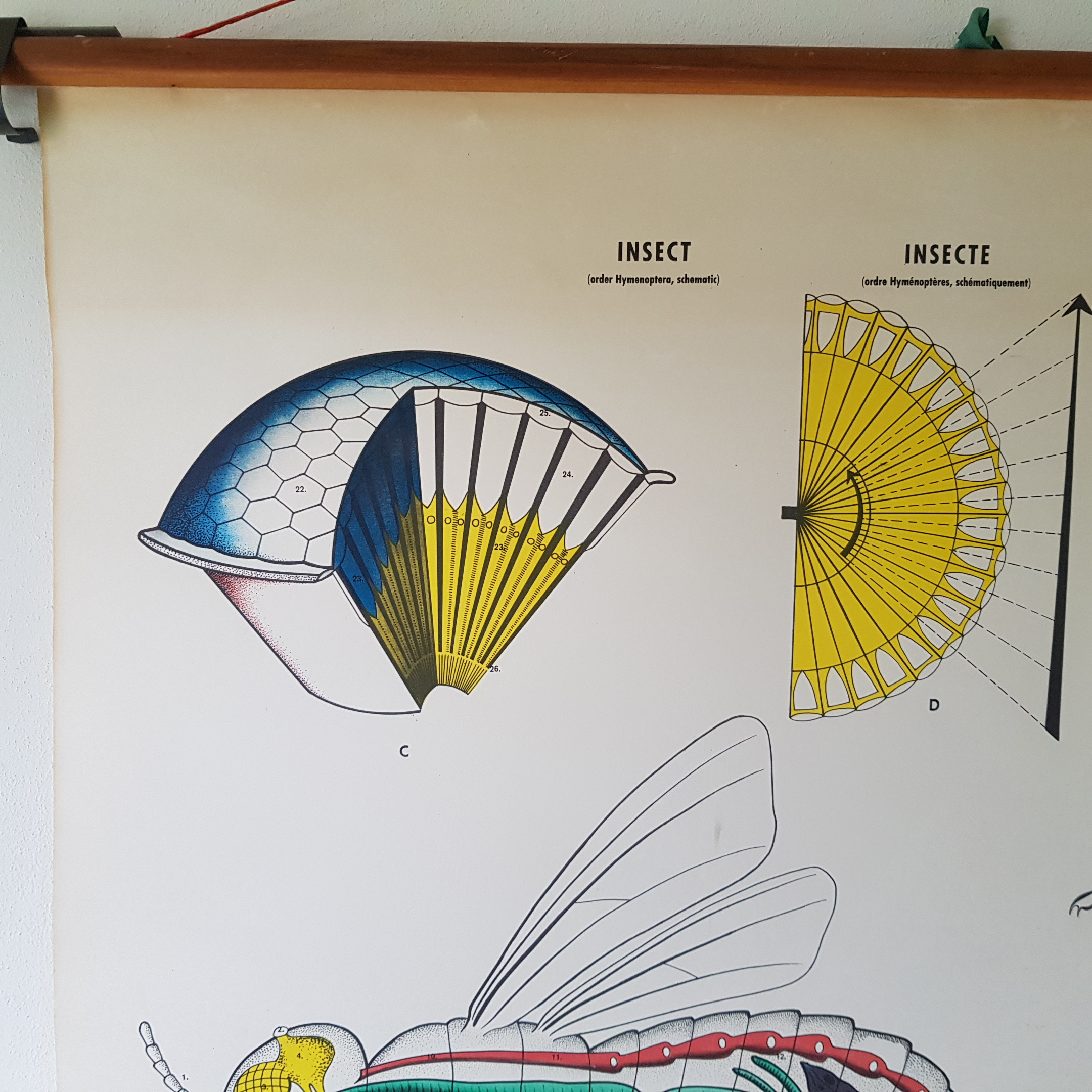 Het insektenoog