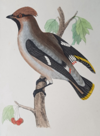 Pestvogel,  Morris / Lydon  ca 1900