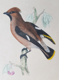 Pestvogel,   Morris / Lydon  ca 1900