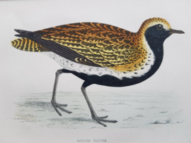 Goudplevier,  Morris / Lydon   ca 1903.