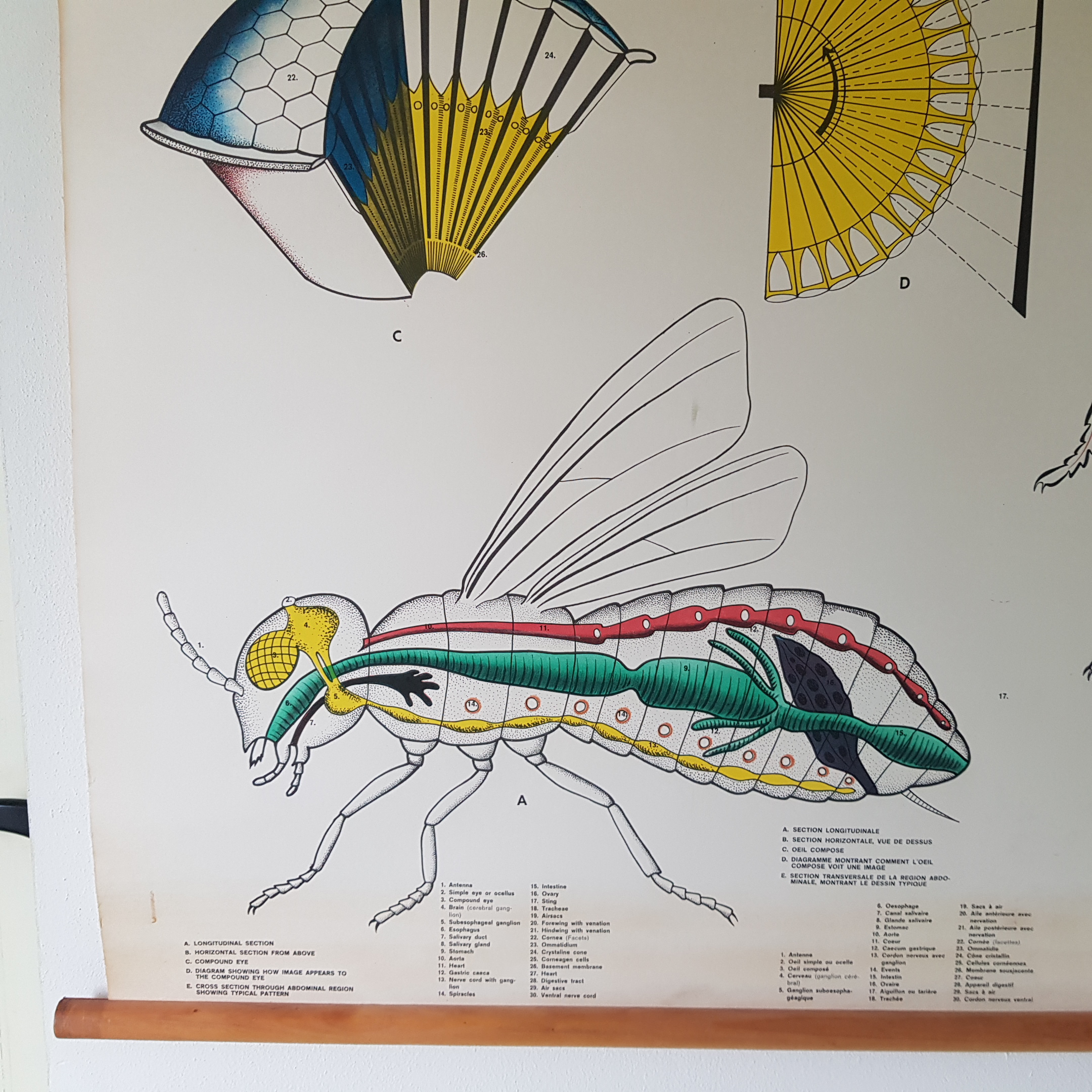 Het insektenoog