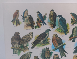 Dagroofvogels en Uilen     -  IJsseling / Slijper