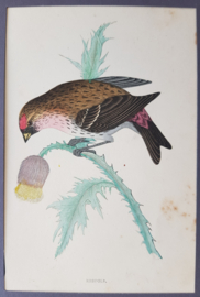 Barmsijs,  Morris / Lydon  ca 1900