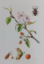 Appelbloesemkever, Hazelnootboorder