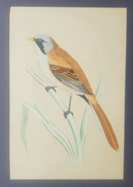 Baardmannetje,  Morris / Lydon   ca 1900
