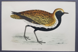 Goudplevier,  Morris / Lydon   ca 1903.