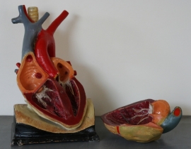 Medisch anatomisch model van het hart.