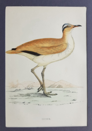 Renvogel,   Morris / Lydon    ca 1900