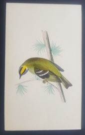 Vuurgoudhaan,  Morris / Lydon   ca 1900