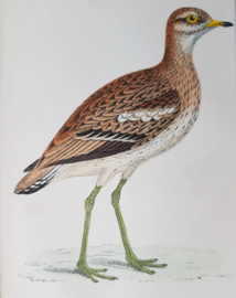Woestijnplevier,  Morris / Lydon  ca 1900