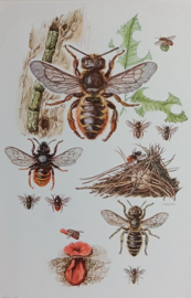 Behangersbijen  / metselbijen