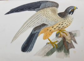 Hobby , Morris / Lydo  ca 1900