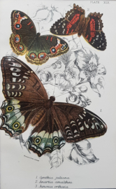 Plate 19