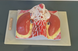 Oud medisch anatomisch model van de Bijnier.