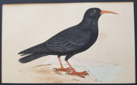 Pyrrhocorax,  Morris / Lydon  ca 1900