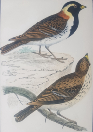 ijsgors,  Morris / Lydon    ca 1900