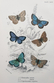 Plate 47