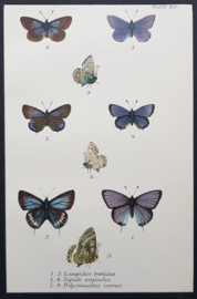 Plate 45