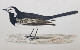 Kwikstaart,   Morris / Lydon   ca 1900