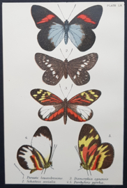 Plate 55