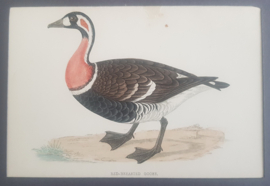 Roodhals Gans,  Morris / Lydon  ca 1900