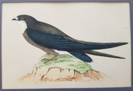 Vorkstaartzwaluw,  Morris / Lydon ca 1900