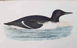 Zeekoet,  Morris / Lydon  ca 1900