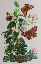 Vlinders: Kleine Vos  / Dagpauwoog