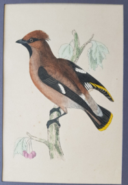 Pestvogel,   Morris / Lydon  ca 1900