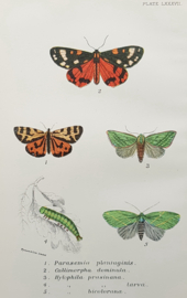 Butterflies and Moths,  W. F. Kirby.   Chromolitho's   1896