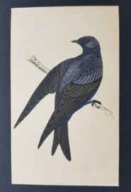 Purperzwaluw,  Morris / Lydon   ca 1900