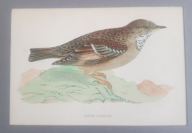 Heggenmus,  Morris / Lydon   ca 1900