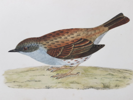 Heggenmus, Morris / Lydon ca 1900.