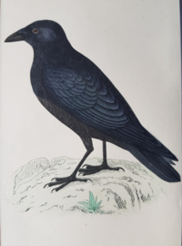 Kraai ,   Morris / Lydon   ca 1900