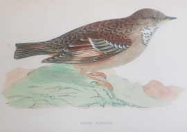 Heggenmus,  Morris / Lydon   ca 1900