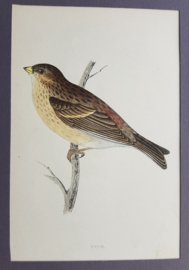 Frater,  Morris / Lydon  ca 1900