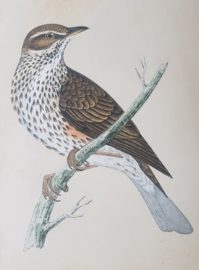 Koperwiek,  Morris/ Lydon  ca 1900