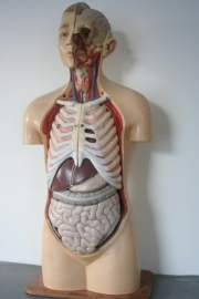 Antiek anatomisch torso. Papier mache met gips