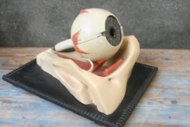 Oud Gipsen Anatomisch Model van het Oog.