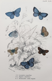 Plate 49