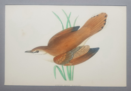 Rietzanger,  Morris / Lydon    ca 1900