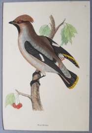 Pestvogel,  Morris / Lydon  ca 1900
