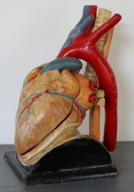 Medisch anatomisch model van het hart.