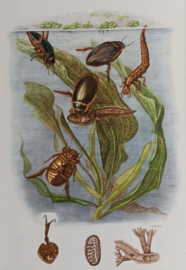 Waterkevers