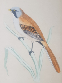 Handgekleurde Vogelgravures   Morris / Lydon  1860 -1890