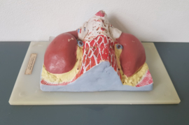 Oud medisch anatomisch model van de Bijnier.